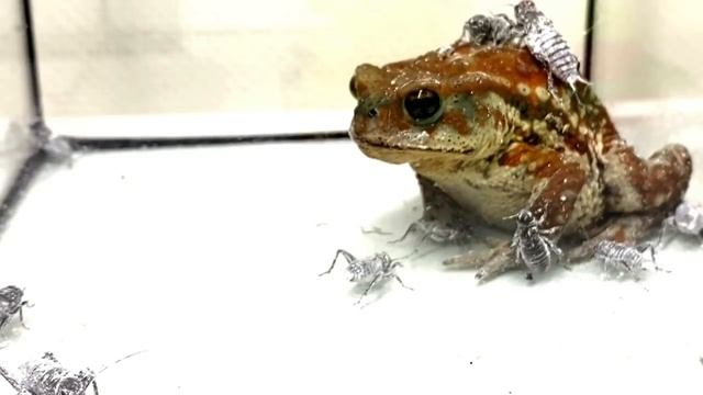 I gave a lot of crickets to a Toad. смотреть онлайн