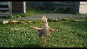 Я гусь мама утка смотри (Гусь Академика)