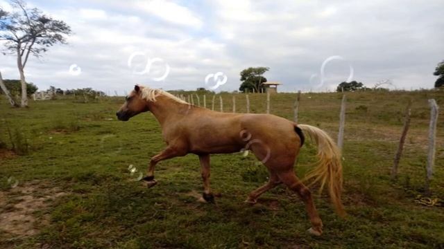 SONHAR COM CAVALO CORRENDO: CAVALO PRETO, CAVALO BRANCO, CAVALO MARROM смотреть онлайн