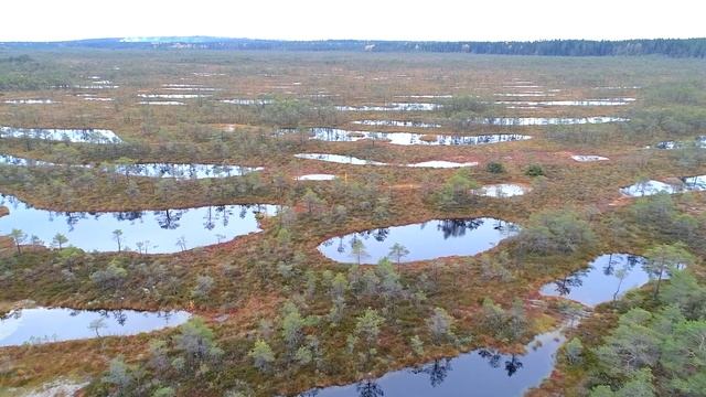 Поход по заповедной территории "Болото Озерное" (ООПТ Ленинградская область) смотреть онлайн