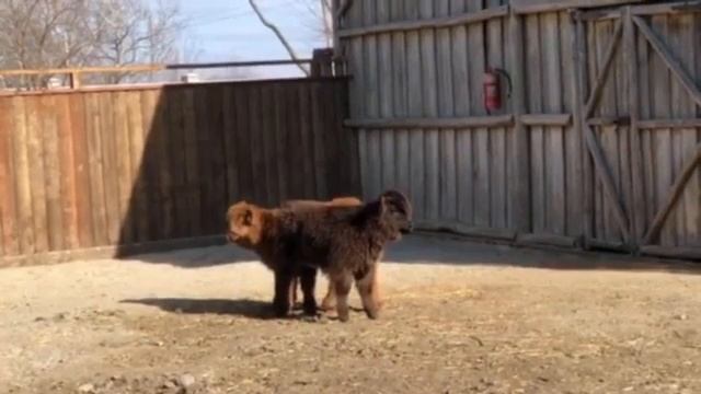 Пушистые коровы в зоопарке смотреть онлайн