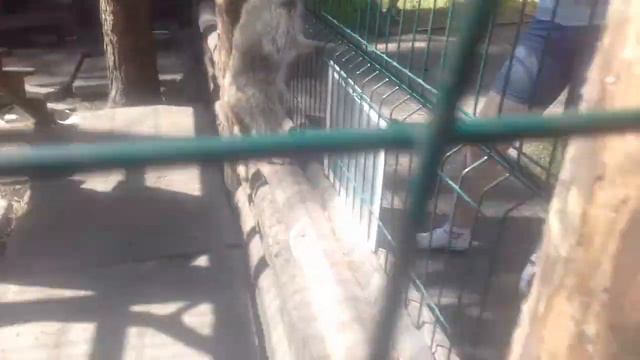 Зоопарк в Абзаково смотреть онлайн