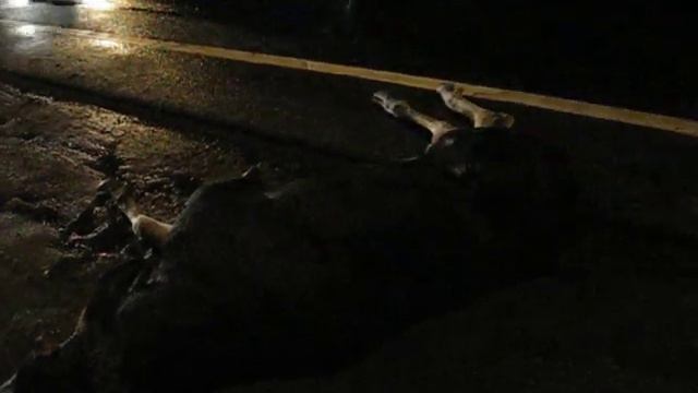 Cбили Лося М7 Московская обл 12.09.11. смотреть онлайн