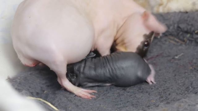 HD Skinny guinea pig labor | delivery | skinny guinea giving birth | Роды скинни | jūrascūciņas смотреть онлайн
