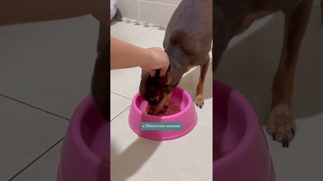 Влог ’7 || Оливье, собаки, кошки, поделки смотреть онлайн