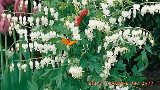Дицентра великолепная Альба (alba) ? обзор: как сажать, рассада, саженцы дицентры Альба смотреть онлайн