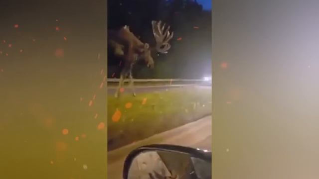 20 Аномально БОЛЬШИХ ЖИВОТНЫХ в Мире смотреть онлайн