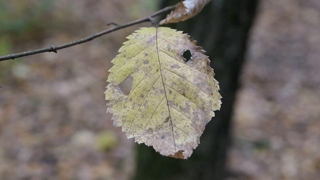 Panasonic Lumix DMC-LX15 4K-ФОТО смотреть онлайн