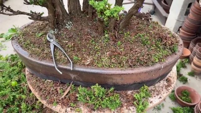 Reshaping A Large Cryptomeria Forest