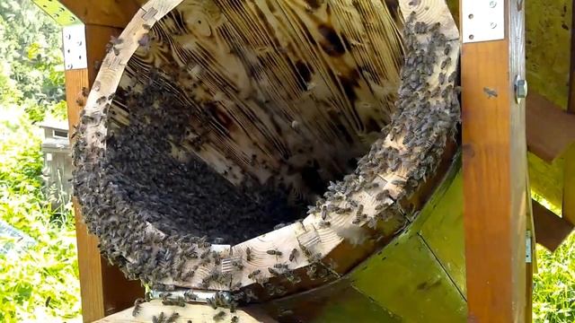 Заселение колоды семьей средне-русских пчел. смотреть онлайн