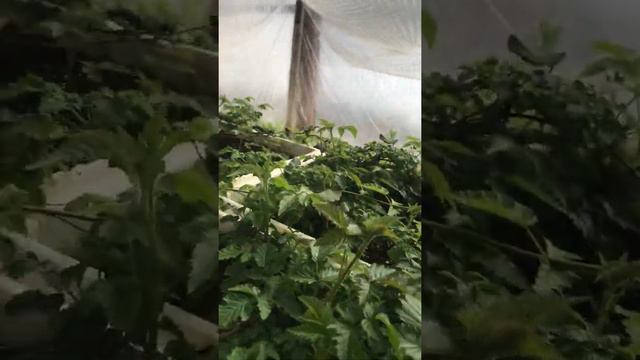 Цветение караки блэк ежевики 1 февраля 2022 год в теплице смотреть онлайн