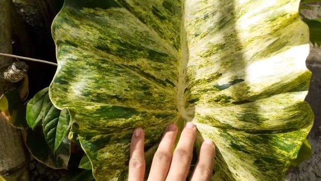 Philodendron Giganteum Varieties