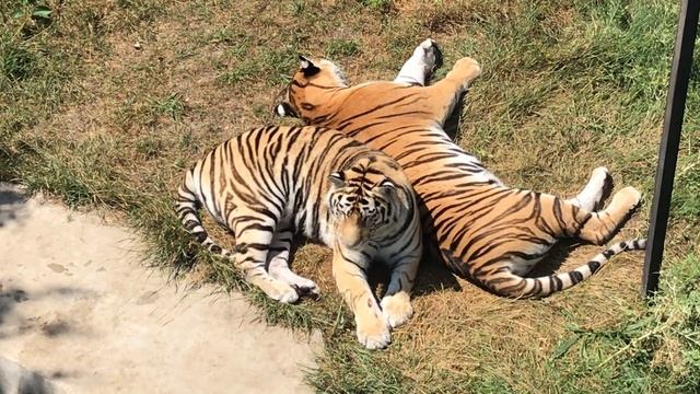 Вот он - микро парк тигров! Тайган Here It Is - A Micro Tiger Park! Taigan