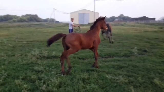 Русское конное племенное хозяйство Грабовских. Кобыла РУССКАЯ КУДЕСНИЦА 4 месяца смотреть онлайн