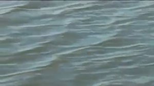 Ловля Карпа, Белого Амура на кукурузу, огурец, камыш (Amur River, Carp)