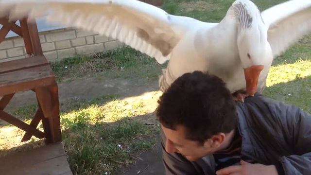 Рома и гусь  Love♥♥♥