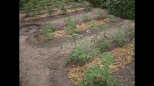 Дача. Мульчируем грядки с томатами! смотреть онлайн