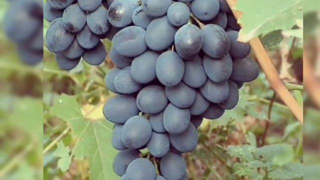 Мой город истаравшан смотреть онлайн