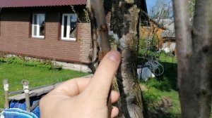 Моя прививка алычи на сливу прошлого года. первое цветение 14.05.2021.