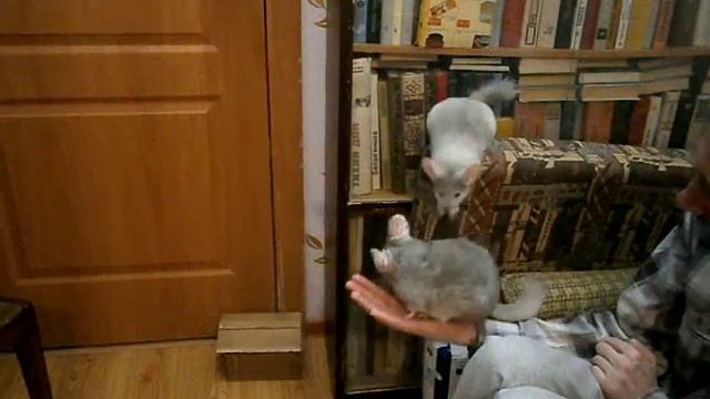 Дрессировка Шиншилл смотреть онлайн