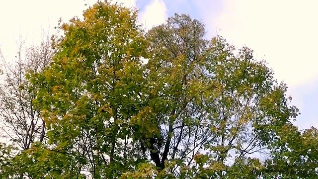 Этюд Осень в парке, первый снег... смотреть онлайн