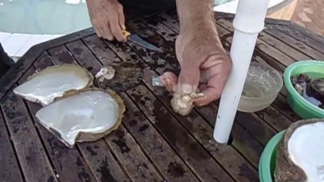Извлечение жемчужины из раковины смотреть онлайн