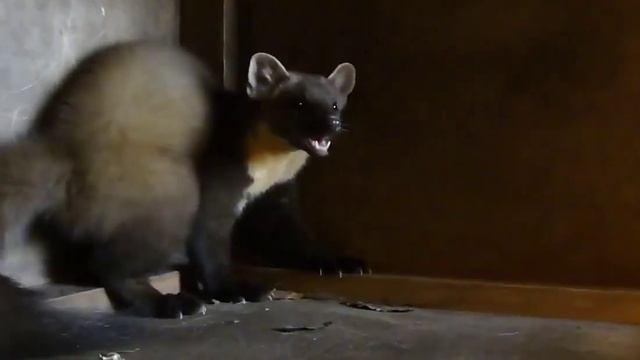 Лесная куница, милое видео с животными смотреть онлайн