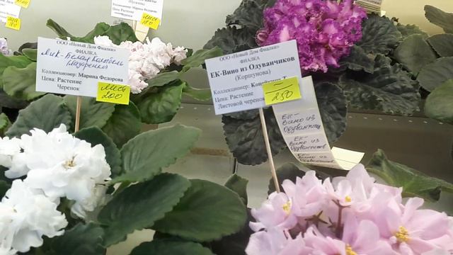 Из Снежной Москвы в Цветущий сад! Циклон Ваня, выставка в Доме фиалки! 🌺🌺🌺 смотреть онлайн