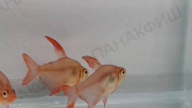 Фантом красный (Megalamphodus sweglesi) смотреть онлайн