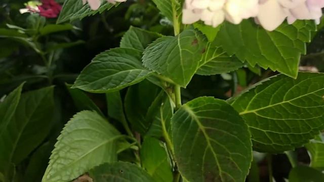 Hydrangea | Hortensia | Bunga Sanggul | Bunga Ratu Bokor | Tanaman Hias смотреть онлайн