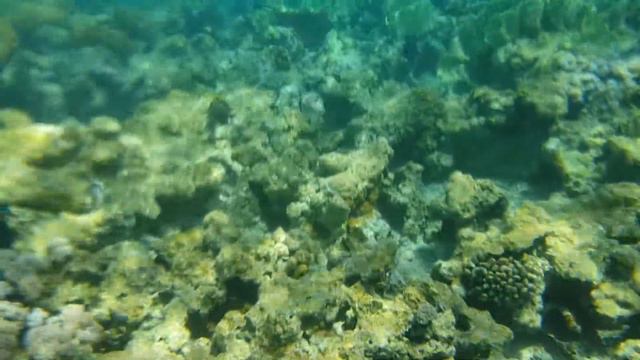 Фараана риф,Шарм ель Шейх. смотреть онлайн