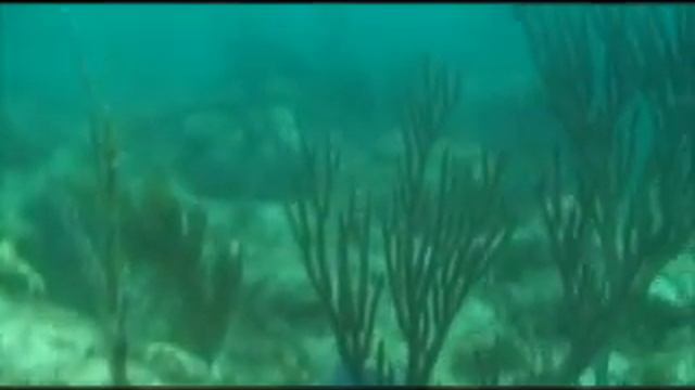 Bahamas diving part 2 смотреть онлайн