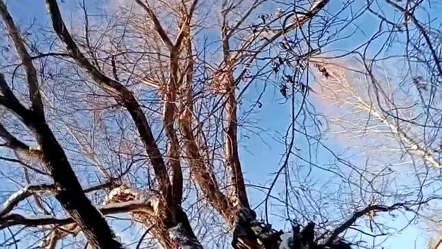 Семнадцатый (предпоследний) день вырубки смотреть онлайн