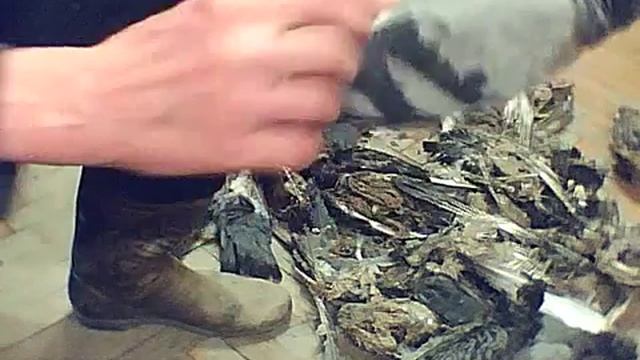 Голуби дохнут на чердаке. Жизненный факт. смотреть онлайн
