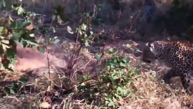 Best predatory attacks of Python in 2022 / Python attack Lion, Tiger, Baboon, Crocodile, Leopard смотреть онлайн