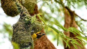 Ткачик (Ткач) - Интересные факты