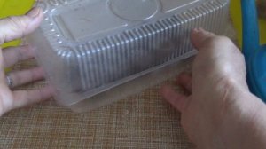 Укореняю черенки петунии, 29. 11. 19г. Луна в Козероге.