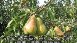 Груша Аббат: описание сорта