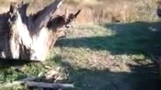 Иванков, Киевской области. Добыча мореного дуба. смотреть онлайн