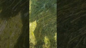 Пресуем козлятник ПР-120