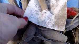 Какие георгины посадить. Красивые сорта георгинов