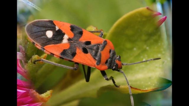 Насекомые смотреть онлайн