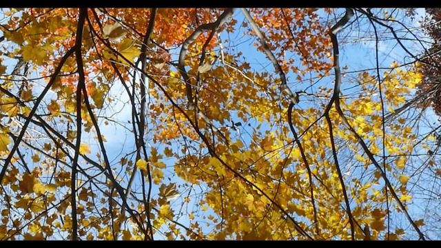 Стихотворения Владимира Чепижко - "Без названия" и "Валторна" смотреть онлайн