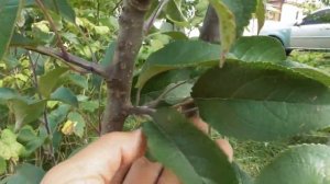 Яблони на подвоях ММ 106 и М9 - сигнальный урожай