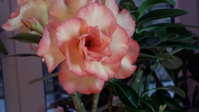 03.12.21 Адениум Romantic Star,прививка(Тайвань) первое цветение смотреть онлайн