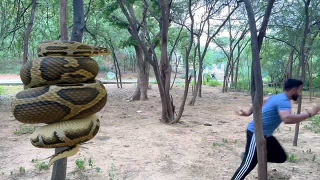 Anaconda Snake Attack In Real Life 4 смотреть онлайн