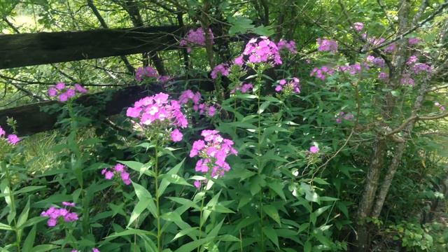 The Tall Phlox Now смотреть онлайн