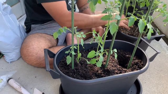 【国際結婚】アメリカ人旦那がベランダ菜園を始めました｜沖縄生活【休日の過ごし方】 смотреть онлайн