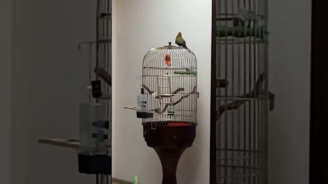 Розелла попугай. Поет о любви пластиковой подруге)) смотреть онлайн