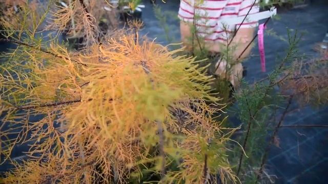 Tamarix Ramosissima 'Pink Cascade' – Szürke Tamariska